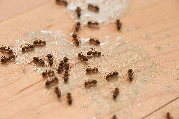 Best Pest Control Near Me  in Oakmont, PA